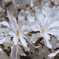 Star Magnolia Tree Live Plant, Magnolia Plant Live, 6 to 9 Inc Tall, Shrub Flower Plant for Garden Indoors Outdoors,