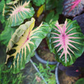 2 Pink Green Colocasia Live Plants, Alocasia Elephant Ear Live Plant for Growing, 4-6" Tall, Cold Hardy, Indoor Outdoor Planting