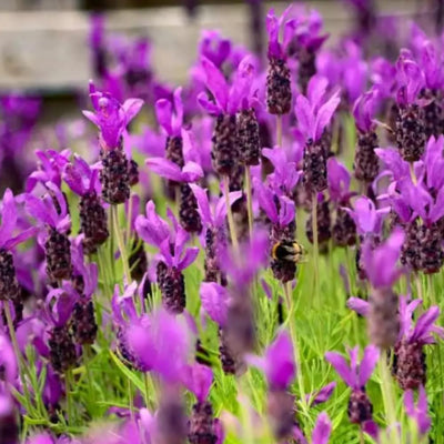 2 Plugs Lavender Plants Live Starter Plants 1-3" in Tall, Hardy Perennial Lavender for Garden and Landscape with Fragrant Purple Blooms, No Pot (Blue)
