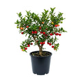 Barbados Cherry Tree Live Plan, Live Barbados Cherry Plant, 4 Inc Pot, 4-7 Inc Tall, Sweet Cherries for Edible Garden