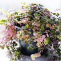 Callisia Repens Plant, Green Pink Turtle Vine Plant, Callisia Repens Indoor House Plant, Callisia Repens Succulent Plant 4 Inch Pot