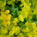 Golden Creeping Jenny Plug Live Plant, Colorful Trailing Ground Cover, Golden Foliage, 2-5 Inches Tall in Pot for Growing
