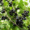 Black Currant Plant Live Well Rooted 1 Year Bare Root, Sweet Currant Bush Live Plant, Currant Berries