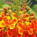 Red Pride of Barbados Tree Live Plant, 1 Year Old Mexican Bird of Paradise Plant Live 6-10" in Tall in Pot, Dwarf Poinciana Tree, Dormant in Winter