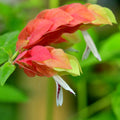 Set of 2 Red Shrimp Live Plants, Shrimp Flower, Justica Brandegeana Plant, 4-7 Inches Tall for Indoor or Outdoor Planting