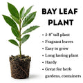 Bay Leaf Live Plant, 5-8 Inch Tall Bay Laurel Herb Plant, Culinary Herb for Garden, Patio, and Container Growing, No Pot, in Soil