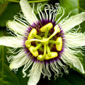 Passion Flower Plant for Planting, 4" Pot, White Blue Passion Flower Vine Tree Indoors Outdoors