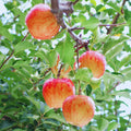 Honey Crisp Apple Tree Live Plant, Fruit Bearing Tree, 2-3 Ft Tall
