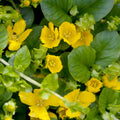 Golden Creeping Jenny Plant Live, Golden Creeping Jenny Seedling in Plug, 1-3 Inc Tall, Bright Yellow Foliage, Hardy Perennial Plant for Ground Cover, Hanging Basket
