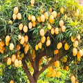 Combo 2 Sweet Ataulfo Mango Trees Live Plants in 4 Inches Pot, Hardy in Zones 9-11, Starter Seedling 5 to 6" Tall, Tropical Flavor