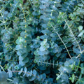 Baby Blue Eucalyptus Live Plant in 2.5-Inch Pot, Fragrant Silver-Blue Eucalyptus for Indoor or Outdoor Growing, Well-Rooted Starter Plant
