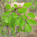 Moringa Oleifera Plant, Moringa Tree Live in Pot, 4-8 Inches Tall
