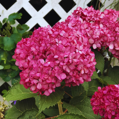 Well-Rooted Hydrangea Live Plant in 2.5 Inch Pot, Hydrangea Tree Shrub Bush Perennial Outdoor Planting (Deep Pink)