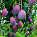 Sweet Mango Tree Live Plant, 7-11 Inch Tall, Mango Plant Live for Outdoor Planting, in Pot, Well-Rooted Tropical Fruit Tree