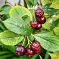 Live Red Aronia Chokeberry Plant, 10-12 Inches Tall, Hardy Berry Shrub for Outdoor Garden and Yard Planting, Chokeberry Tree Live Plant No Pot