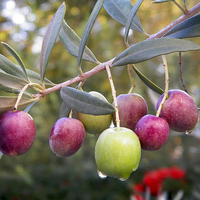 Olive Tree Live Plant Stater, Well Rooted, 4 to 8 Inc, Fast-Growing Olive Plant