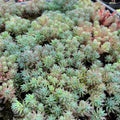 Blue Sedum Plant Live, Sun Succulent Live Plant Creeper 2.5 Inch Container, Moss Sedum Ground Cover