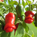 Hot Peter Pepper Plant Live in 2.5 Inch Pot for Planting Outdoor