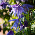 15 Blue Clematis Seeds for Planting, Clematis Vine Seeds Clematis Flowers, Clematis Seeds Perennial