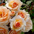 Pinky Apricot Orange Honey Rose Bush Plant Live Shrub, Climbing Rose Fragrant Rose Bushes Plant Live, Roses for Planting, Starter Size, 4 to 10 Inc Tall