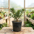 Azalea Live Plant, Live Azalea Plants, Flowering Shrub with Vibrant Red Blooms, 4-7 Inches Tall in 4 Inch Pot (Red)