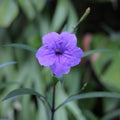 4 Mexican Petunia Live Plants 4–7 Inches Tall, Mexican Petunia Flowering Plants for Borders, Beds or Landscape (Blue Purple)