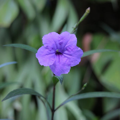 4 Mexican Petunia Live Plants 4–7 Inches Tall, Mexican Petunia Flowering Plants for Borders, Beds or Landscape (Blue Purple)
