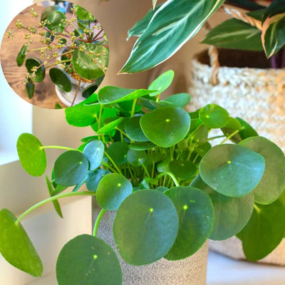 2 Money Plants Live, 5 to 6 Inc Long, Pilea Peperomioides Plant Live for Garden, Money Live Plants