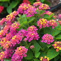 2 Pink Lantana Plants Live Trees, Ready to Bloom, Hardy Long Blooming Seasons, Vibrant Colorful Perennial Fragrant, 5-10" in Tall, Full Sun Growing