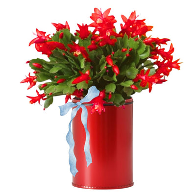 1 Thanksgiving Christmas Cactus Plants Live in 4" Pot, Houseplant Holiday Cactus, Vibrant Single Color Blooms Indoor Outdoor, Zygocactus Like, Winter Hardy (Red)