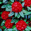 Big 1 Gallon Rich Red Rhododendron Plants Live, 1-3 Years Old Azalea Plants Live Shrubs Bushes for Planting, Very Well Rooted