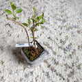 Dormant Forsythia Plant in 4 Inch Pot, Early Spring Blooming Shrub for Garden, Lynwood Gold Forsythia Bush Well Rooted