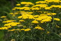 Yarrow Plants, Yellow Yarrow Plants Live, Live Yarrow Plants, 2.5 Inches Potted, Yarrow Live Plant for Growing
