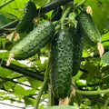 Live Marketmore Cucumber Plant, 4-6" Tall