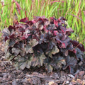 Dark Leaf Heuchera Live Plant Shrubs, Coral Bells Plant Live 2.5 Inch Pot, Shade Perennial Heucherella Plant