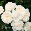 Fragrant Rose Plant Live Bush Shrub or Climbing, Old-Fashioned Roses Summer Rebloomer in 2.5 Inch Pot, Lanscape Rose Plant (Assorted) (White)