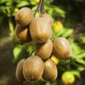 Kiwi Plant Live Male, Hardy Kiwi Berries Well Rooted Starter Plant, 5-9" Height, Kiwi Vine