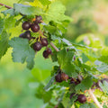 Black Velvet Gooseberry Live Plant, 5-7 Inch Starter Plant in Soil, No Pot - Edible Berry Fruit Shrub, Hardy Outdoor Garden Plant