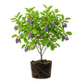 Serviceberry Tree Live Plant, Serviceberry Plant, 4-8 Inc Tall, Edible Juneberry Plants for Indoor Outdoor Growing
