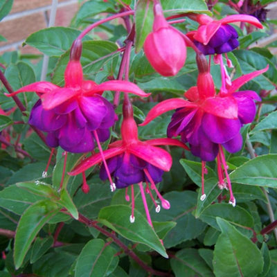 Red Blue Fuchsia Plants Live, Fuchsia Plants, 3 to 5" Tall Starter Plug, Hardy Perennial Flowers Plant for Planting, Hanging Basket, Colorful Plant