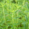 Stevia Plant 4" Pot, Live Stevia Herb Potted for Planting Outdoor Indoor Garden, Well Rooted
