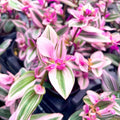 Wandering Jew Plant in 2'' Pot, Tradescantia Plant Live, Tradescantia Trailing Vine, Fast-Growing Indoor Houseplant (Pink Tradescantia Nanouk)