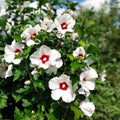 3 White Red Rose of Sharon Live Plant, Ornamental Flower Shrub, 2 Inch Tall