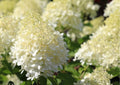 White Oakleaf Hydrangea Bush Plant Tree Live Shrub in Pot, Starter Plant 4 to 9 Inches, Hydrangea Tree, Dormant, Change Color Blooms