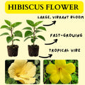 2 Yellow Hibiscus Plants, 3-5 Inch Tall Starter Plants - Live Hibiscus Flower Plants for Outdoor Garden, Patio, and Container Growing