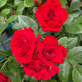 Mini Rose Plant Live, Miniature Rose Bush in 3.5" Pot, Spring Blooming Mini Rose, 4–5" Tall, Indoor Outdoor Flowering Plant for Home Garden (Red)