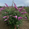 Potted Butterfly Bush Live Plant, 5-9" in Tall, Cold Hardy, Spring Outdoor PlantingBlooms Summer to Fall, Dormant in Winter (Cool Purple Buddleia Plant)
