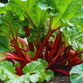 Red Rhubarb Plant for Planting, Rhubarb Bare Roots, 4 to 6 Inc in Height, Perennial Vegetable Plant, Zone 3 to 8