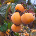 Persimmon Tree Seedling, Fruit Tree, 1-2 Ft Tall