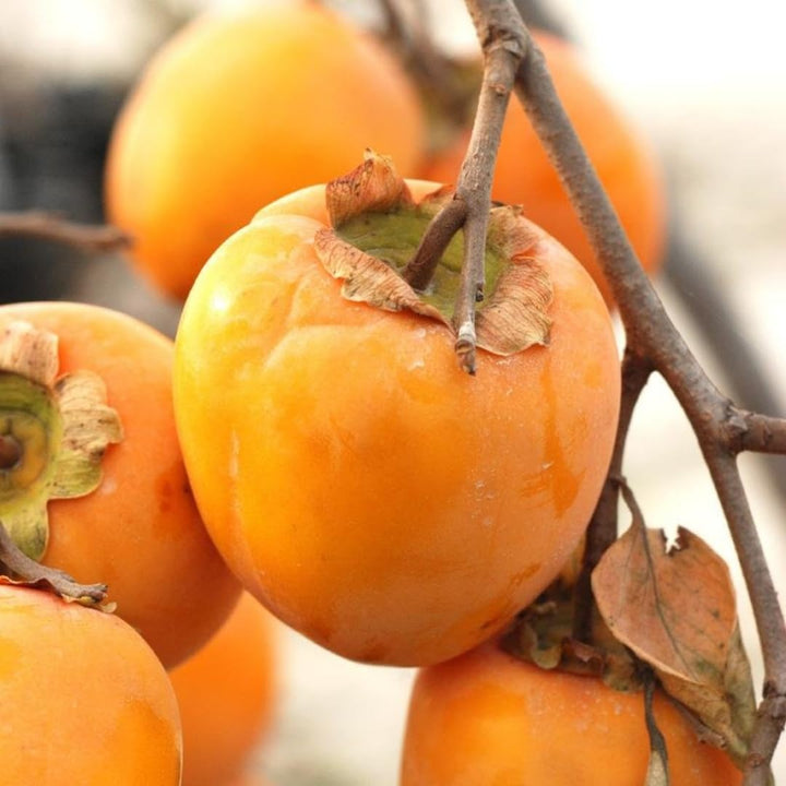 Sweet American Persimmon Trees Live Plants, 6"-15" Common Persimmon Fruit Tree Zones 4 to 9